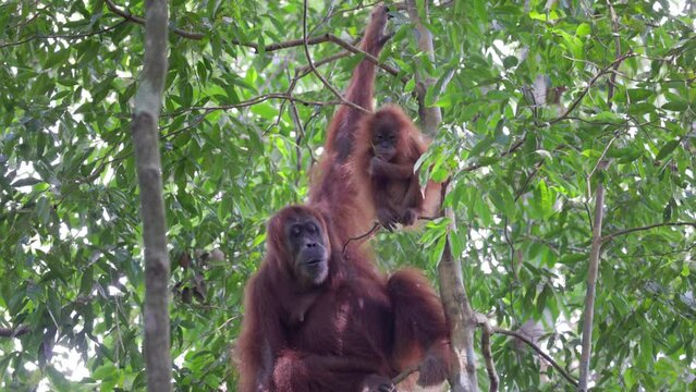 an orangutan mum and baby eat bamboo together in the rainforest of gunung leuser national park on sumatra, indonesia