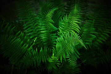 Lush Green Ferns. An abundant growth of vibrant green ferns