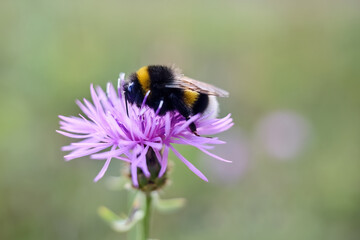 Bumblebee on a Purple Flower against a soft-focus background.