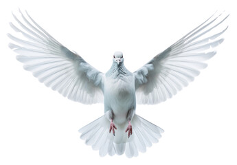 Obraz premium PNG White pigeon animal flying bird.