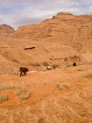 Wadi Rum Protected Area, Jordan