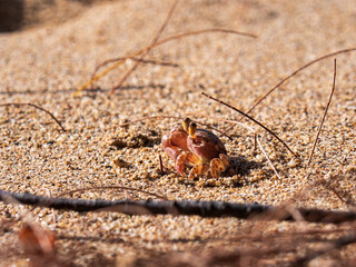 Wild craps hiding at the Beach sand of Oahu Hawaiian island