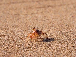 Wild craps hiding at the Beach sand of Oahu Hawaiian island