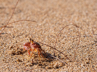 Wild craps hiding at the Beach sand of Oahu Hawaiian island