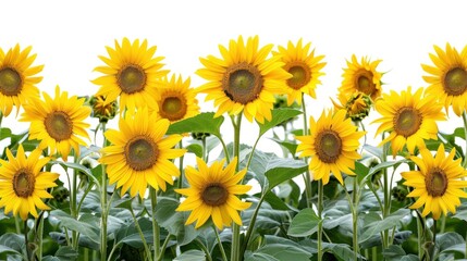 Obraz premium A Row of Sunflowers Blooming in the Sun