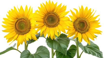 Obraz premium Three Sunflowers with Green Leaves