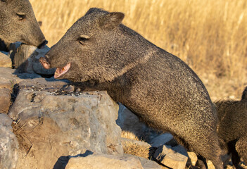 Javelinas