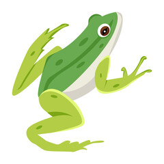 frog, toad, amphibian, anuran, creature, specie, vertebrate, cartoon, mascot, flat, vector, icon, 

