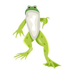 frog, toad, amphibian, anuran, creature, specie, vertebrate, cartoon, mascot, flat, vector, icon, 

