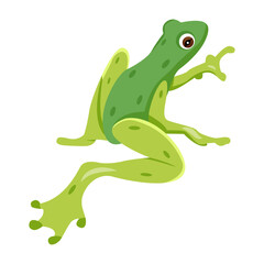 frog, toad, amphibian, anuran, creature, specie, vertebrate, cartoon, mascot, flat, vector, icon, 

