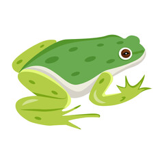frog, toad, amphibian, anuran, creature, specie, vertebrate, cartoon, mascot, flat, vector, icon, 

