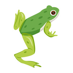 frog, toad, amphibian, anuran, creature, specie, vertebrate, cartoon, mascot, flat, vector, icon, 

