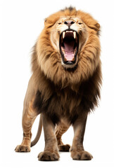 Obraz premium lion animal with full mouth expression yawning isolated on white background