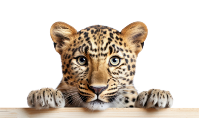 PNG Leopard Selfie wildlife cheetah animal.