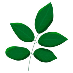 small green leaves, leaf