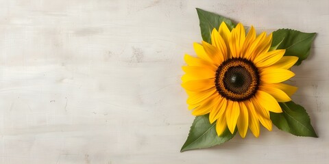 Sunflower background with empty space for Valentines, Mothers, or Women's Day. Concept Sunflower Background, Empty Space, Valentines, Mothers Day, Women's Day