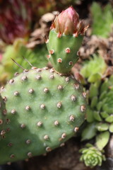 Opuntia basilaris var. ramosa 2700 kaktus opuncja