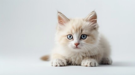 Obraz premium Cat sleep calm and relax on the floor near the door,generative ai,3d render.