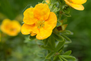 cinquefoil in the garden close up
