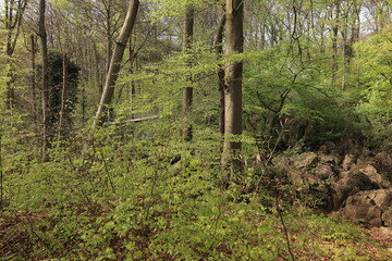 Blick auf das Felsenmeer in Hemer im Sauerland	