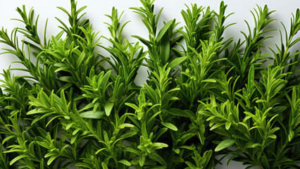 A rosemary(Rosmarinus officinalis) with empty background. Created with generative AI