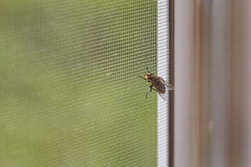 A large fly sits on a protective mosquito net on a window, home protection from insects, insects in the house, insect extermination, fly catching © Александр Ланевский