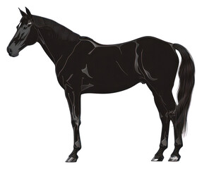 Obraz premium PNG Warmblood horse silhouette clip art stallion animal mammal.