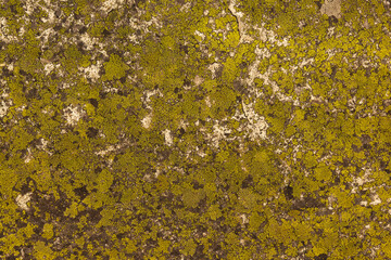 Lichen in Washington