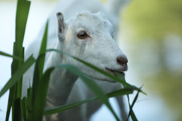 Cute domestic goat outdoor in nature country landscape