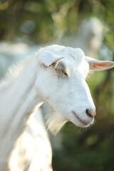Obraz premium Cute domestic goat outdoor in nature country landscape