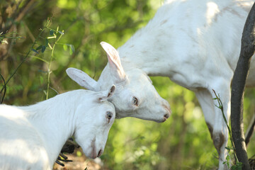 Obraz premium Cute domestic goat outdoor in nature country landscape