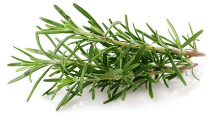 Fototapeta premium Rosemary Rosmarinus officinalis