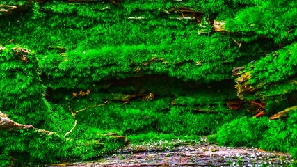 Natural green moss background