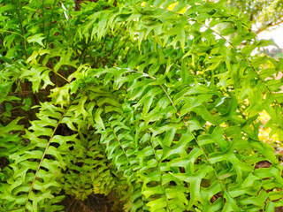 Side view of green fern leaves (sword fern) patterns natural big group on background. Ornamental plant. Texture tropical plant.
