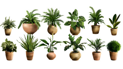 collection of beautiful potted plant in plant isolated on white background,.generative ai