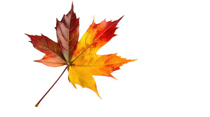 Fototapeta premium maple leaf isolated transparent