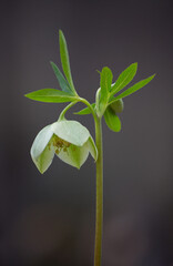 Detailed photo of Helleborus niger winter rose bloom.