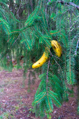 Two bananas hang on a beautiful pine tree branch as if they were growing there. Just a joke