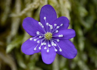 Close-up of striking Anemone wildflower in bloom