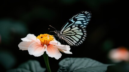 Beautiful butterfly with black and blue markings on pink flower, vibrant yellow center, dark blurred background.