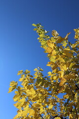 blue sky and yellow autumn leaves