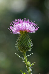 Wild thistle flower blooming in natural meadow