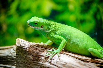 green iguana peeking from behind a rock
