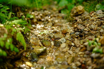 forest spring, stream, small river. close-up, top view. water flows over small stones. summer light, sun at sunset