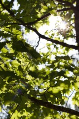 leaves in the sun