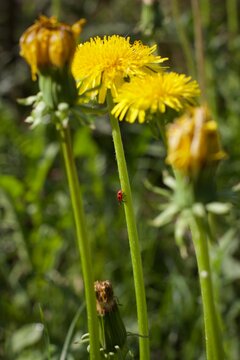 a tiny red insect climbs up a summer flower
