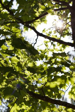 leaves in the sun