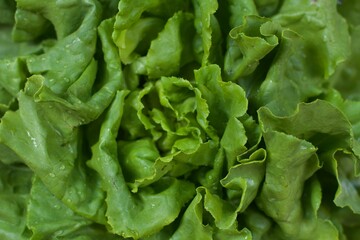 fresh green lettuce