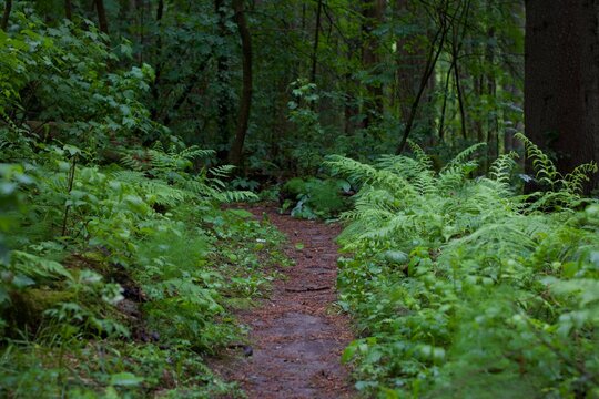 tranquil footpath through lush Finnish forest in summer
