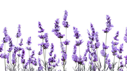 Naklejka premium purple flowers lavender isolated on white background.generative ai
